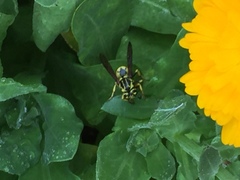Vespula sulphurea