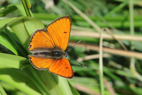 Large Copper