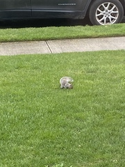Sciurus carolinensis pennsylvanicus