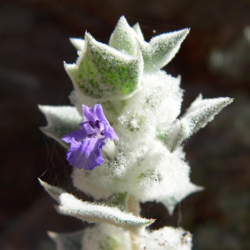 Salvia funerea, photograph 5