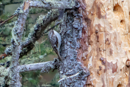Brown Creeper