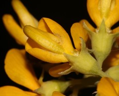 Lebeckia sepiaria