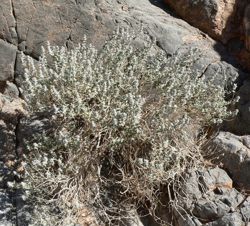 Salvia funerea, photograph 2