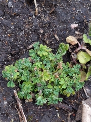 Alchemilla arvensis