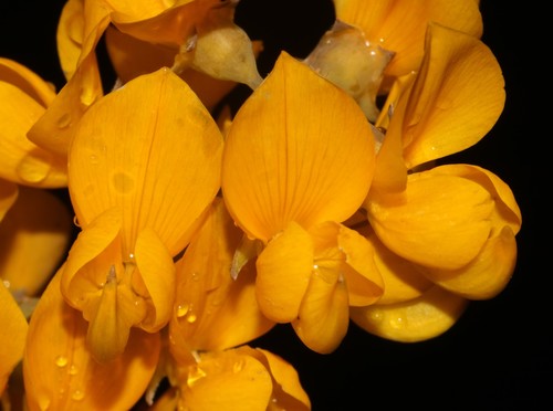 Image of Lebeckia sepiaria by (c) Brian du Preez, some rights reserved (CC BY-SA)