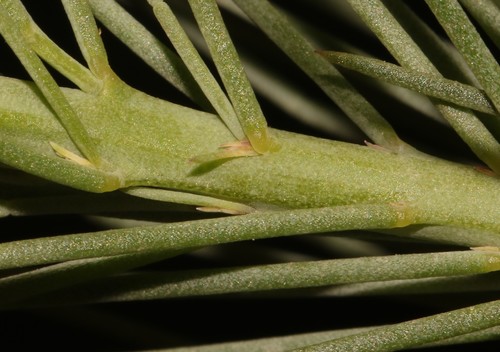Image of Lebeckia sepiaria by (c) Brian du Preez, some rights reserved (CC BY-SA)