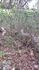 Aesculus californica
