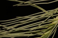 Lebeckia sepiaria