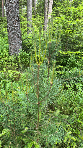 Scots pine