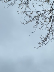 Falco peregrinus anatum