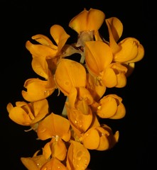Lebeckia sepiaria