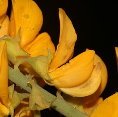 Lebeckia sepiaria