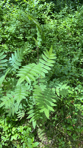 European mountain ash