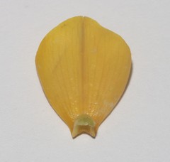 Lebeckia sepiaria