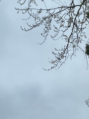 Falco peregrinus anatum