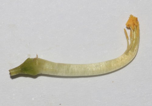 Image of Lebeckia sepiaria by (c) Brian du Preez, some rights reserved (CC BY-SA)