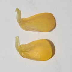Lebeckia sepiaria