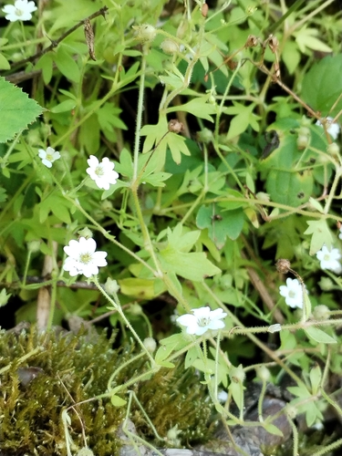Saxifraga petraea, photograph 1