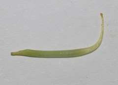 Lebeckia sepiaria