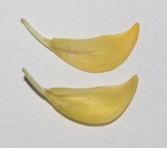 Lebeckia sepiaria