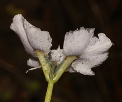 Moraea caeca