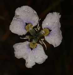 Moraea caeca