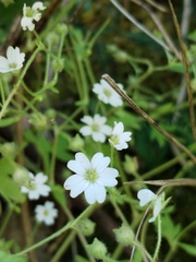 (c) Dino Babić, some rights reserved (CC BY) Saxifraga petraea, photograph (c) Dino Babić, some rights reserved (CC BY)