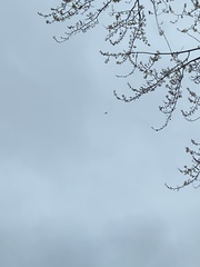 Falco peregrinus anatum