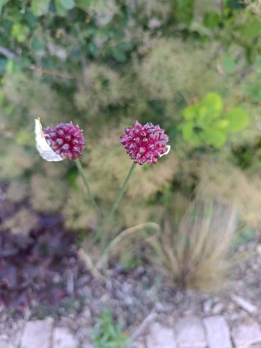 Round-headed Leek