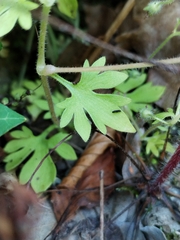 (c) Dino Babić, some rights reserved (CC BY) Saxifraga petraea, photograph (c) Dino Babić, some rights reserved (CC BY)