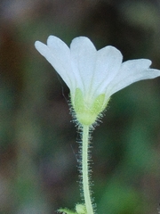 (c) Dino Babić, some rights reserved (CC BY) Saxifraga petraea, photograph (c) Dino Babić, some rights reserved (CC BY)