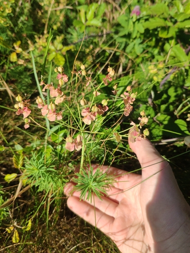 cypress spurge