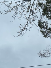 Falco peregrinus anatum