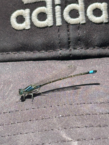 Blue-tailed Damselfly