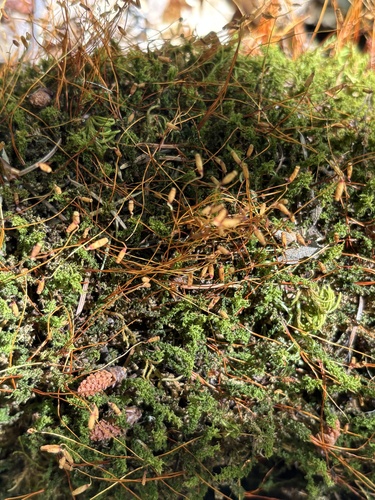 iNaturalist observation photo of Capillary Thread-moss