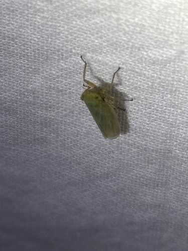 iNaturalist observation photo of Typical Leafhoppers