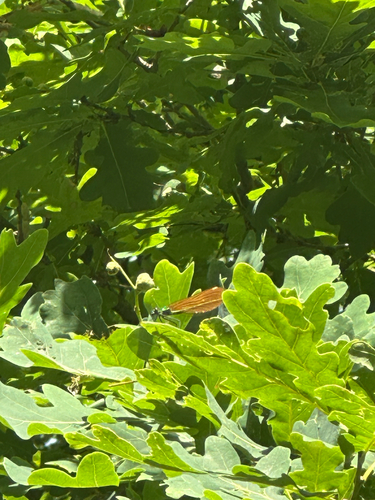 Beautiful Demoiselle