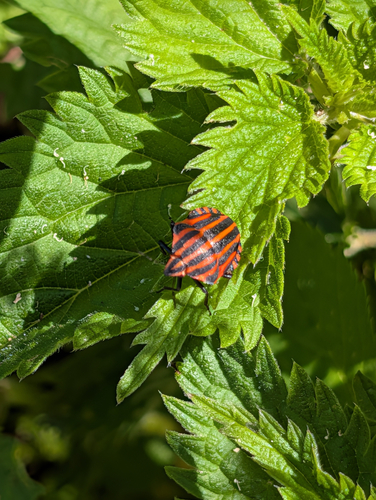 European Striped Shield Bug