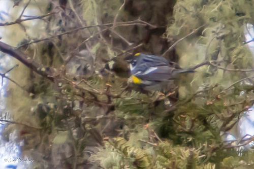 Yellow-rumped Warbler