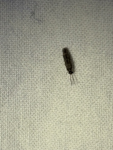 iNaturalist observation photo of Protoptilinae