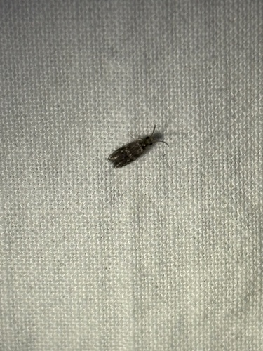 iNaturalist observation photo of Protoptilinae