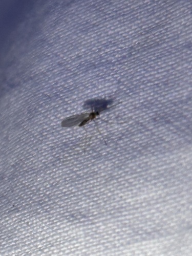 iNaturalist observation photo of Nematoceran Flies