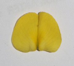 Aspalathus pinea pinea