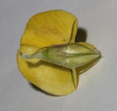 Aspalathus pinea pinea