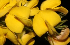 Aspalathus pinea pinea