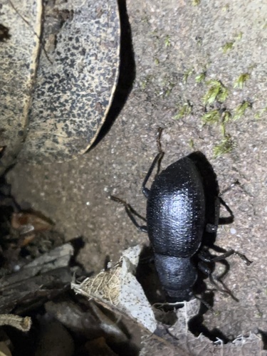 iNaturalist observation photo of Cibdelis