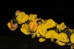 Aspalathus pinea pinea