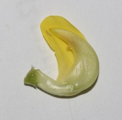 Aspalathus pinea pinea