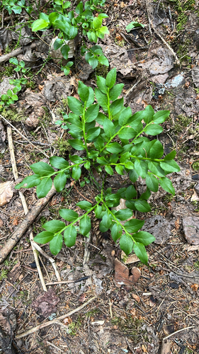 common bilberry