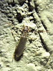 Sparedrus aspersus